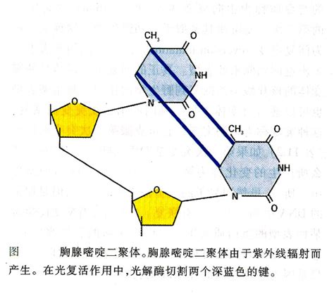 化聚意思|二聚體